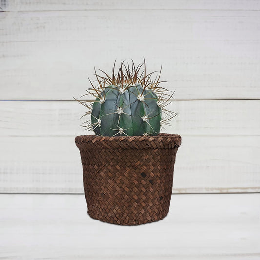 Seagrass Planter Basket Indoor, Flower Pots Cover, Plant Containers, Natural(1-Pack)Woven Flower Pots Cover Plant Pots Containers